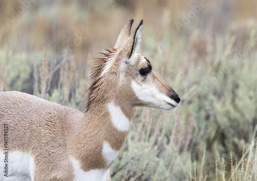 Young juvenile female pronghorn portrait in sagebrush