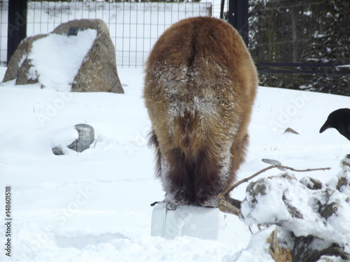 Grizzly back side