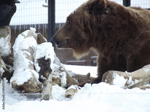 Grizzly smiling