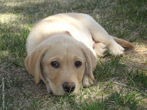 Dog Laying