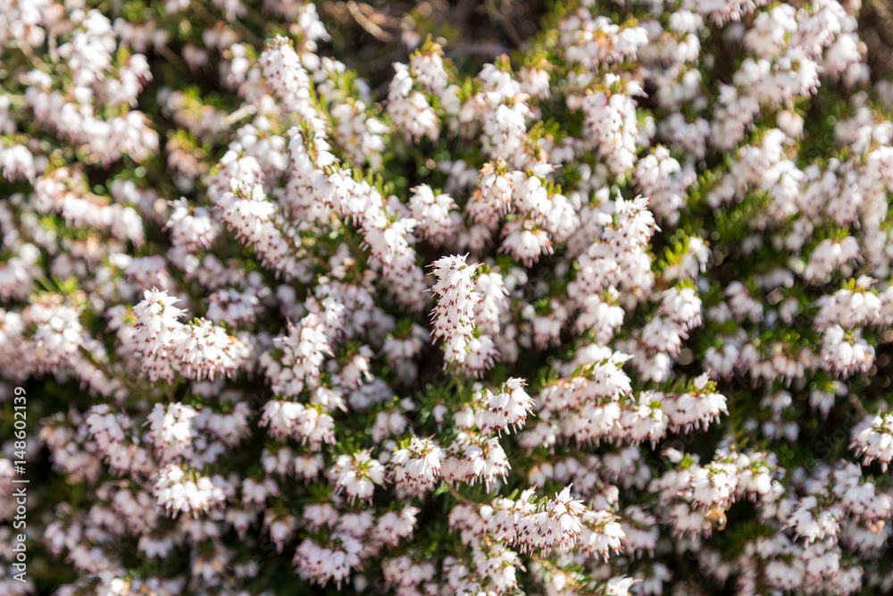 Texture of a bush of white pink flowers and green leaves Texture of a bush of white pink flowers and green leaves