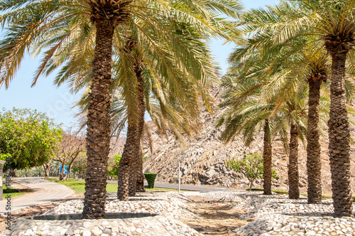 Palmy w pobliżu parku Riam w Muscat. 
