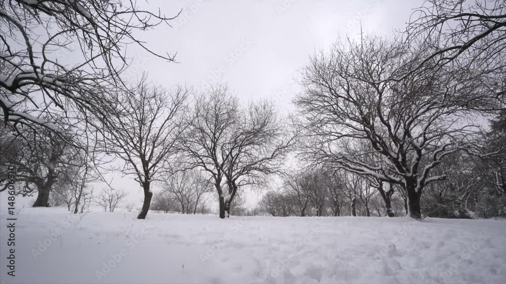 Falling snow in a winter park with snow covered trees Falling snow in a winter park with snow covered trees