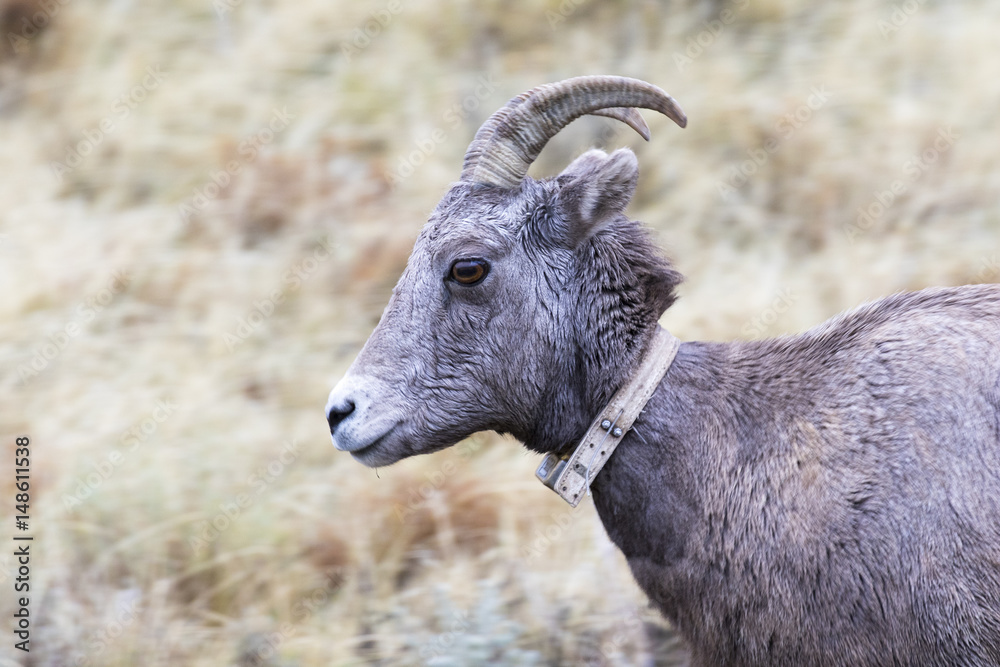 GPS collar on ewe bighorn sheep, portrait