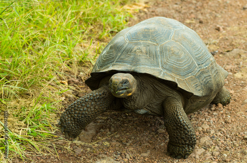Tortoises are herbivorous animals with a diet comprising cactus, grasses, leaves, vines, and fruit, walking in a rocky road