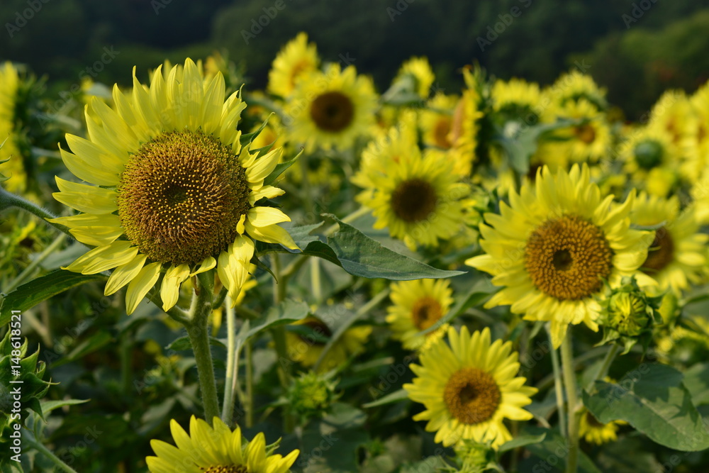 夏に咲くひまわり 夏に咲くひまわり