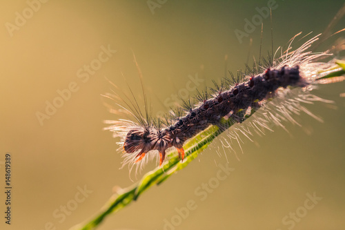 Macro photo of caterpillar with narrow depth of field.