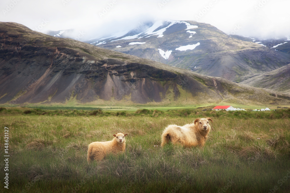 Obraz premium Icelandic Sheep