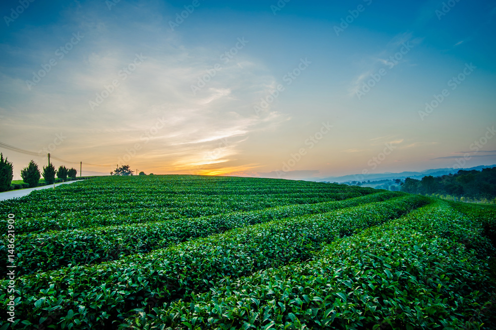 Sunset view of tea plantation landscape at Chiang rai, Thailand. Sunset view of tea plantation landscape at Chiang rai, Thailand.