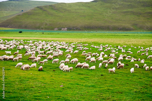The flock of sheep on the summer meadows