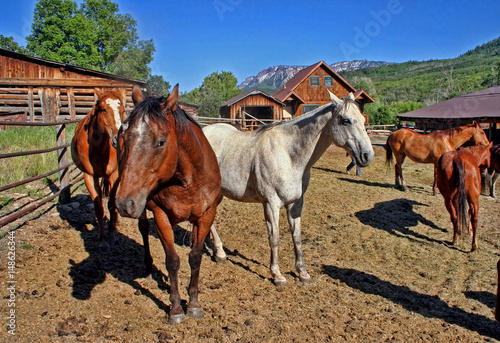 Horses roam around their corral at a ranch in western Colorado