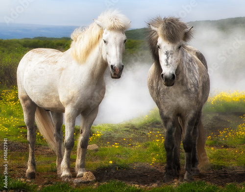 Wild Icelandic Horses 