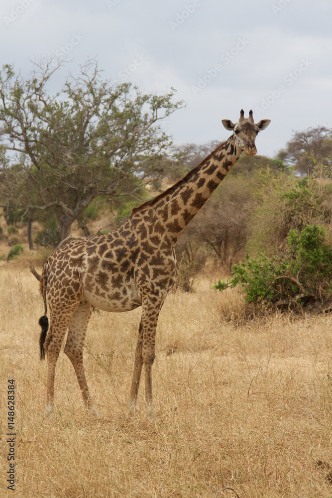 A lone Giraffe in Tarangire National Park