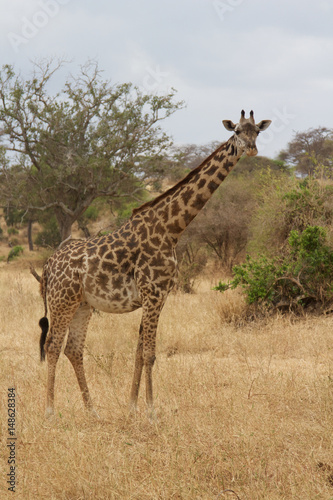 A lone Giraffe in Tarangire National Park