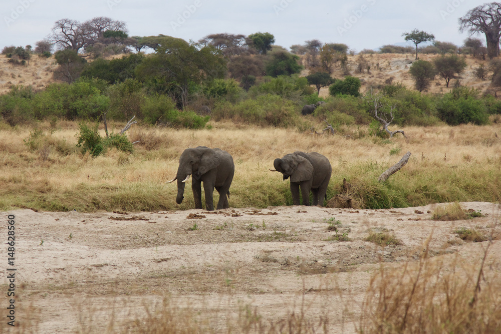 Obraz premium African Elephants by Tarangire National Park