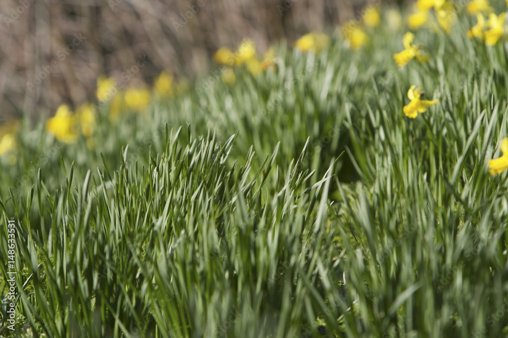 Dafodills Dafodills