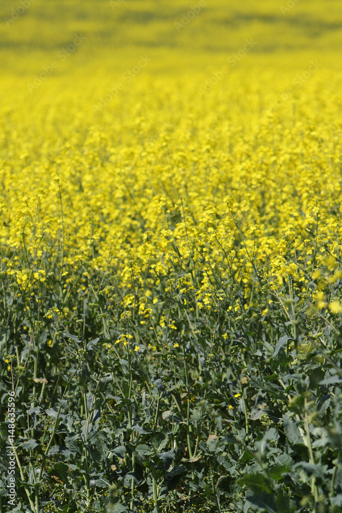 Obraz premium Rape seed field