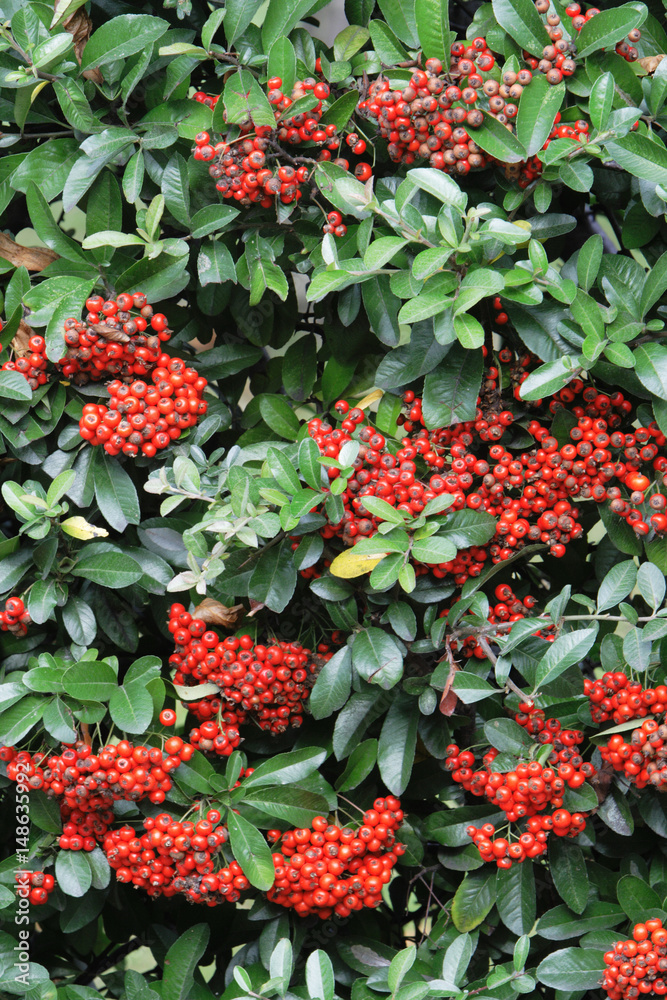 Red berry Red berry