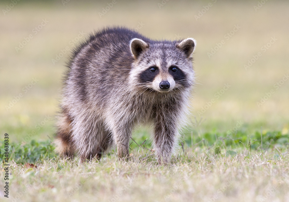 Raccoon standing on green grass in middle of field in county park in Florida
