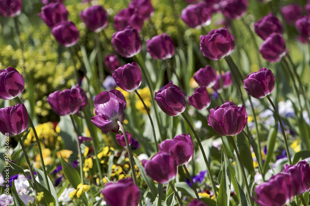 Tulips in flower bed