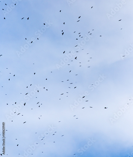 A flock of raven birds on a blue sky