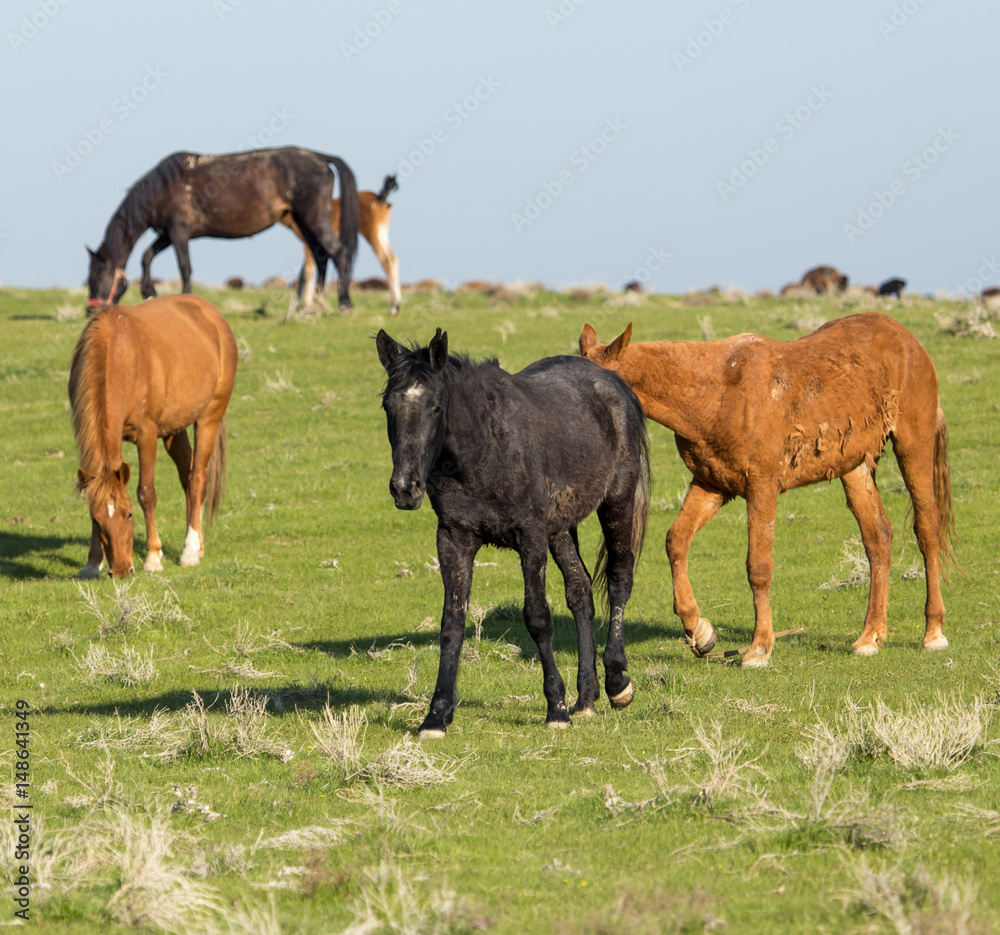 Horses in pasture on nature