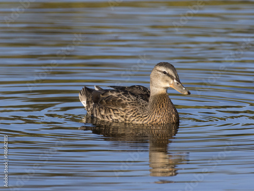 Female mallard duck in blue water with concentric circles at Schwabacher's Landing