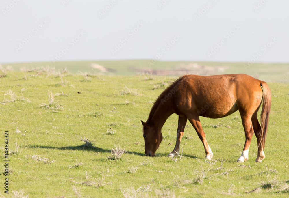 Fototapeta premium Horses in pasture on nature