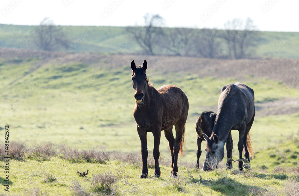 Horses in pasture on nature