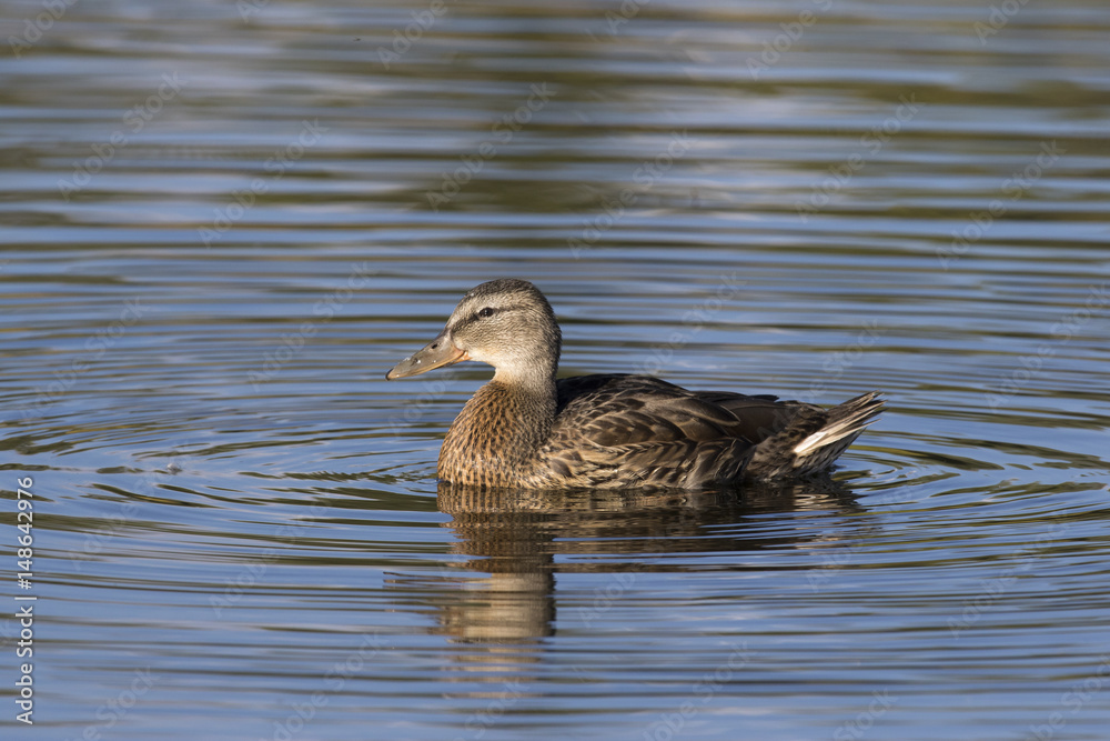 Profile of female mallard duck in blue water with concentric circles at Schwabacher's Landing Profile of female mallard duck in blue water with concentric circles at Schwabacher's Landing