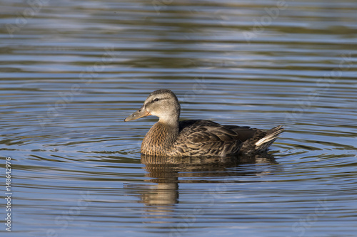 Profile of female mallard duck in blue water with concentric circles at Schwabacher's Landing