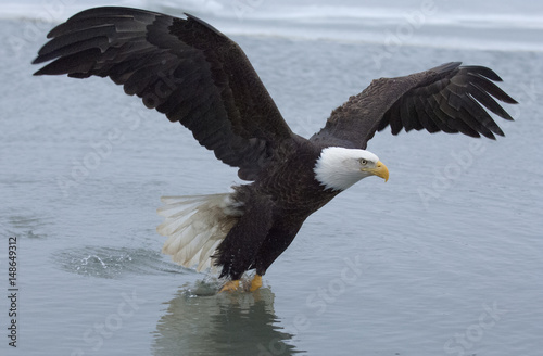 Bald eagle catching fish in the waters of the bay at Homer Alaska