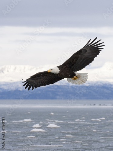 Bald eagle flying with  over the bay with ice in water at Homer Alaska