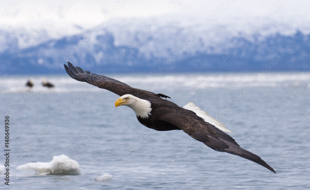 Bald eagle flying with  over the bay with ice in water at Homer Alaska