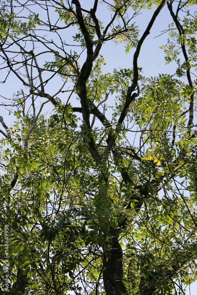 Obraz premium Tree branches