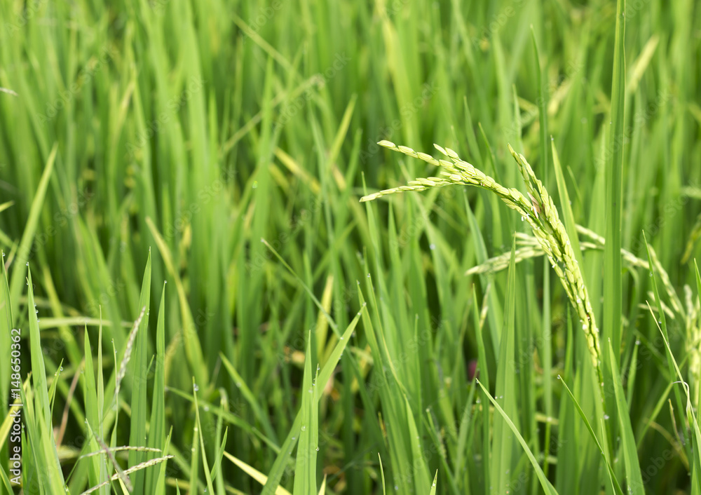 rice field in north Thailand, nature food landscape background rice field in north Thailand, nature food landscape background