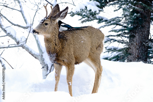 Mule Deer in the snow with a Magpie riding his back © John