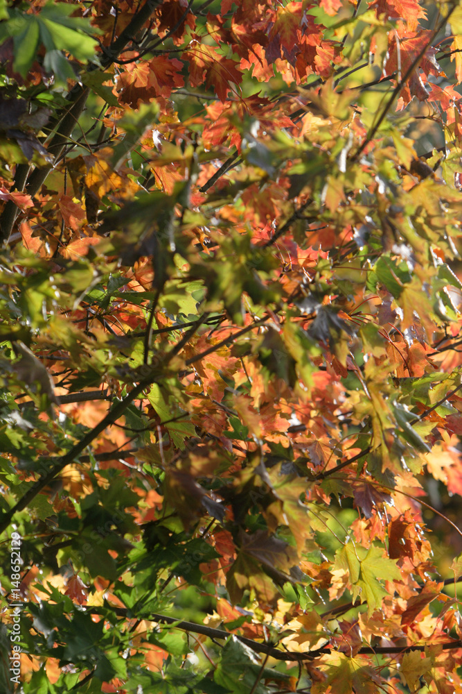 Backdrop of trees Backdrop of trees