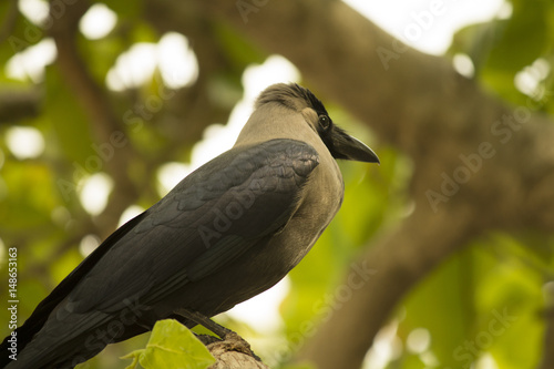 Crow sitting on a tree.