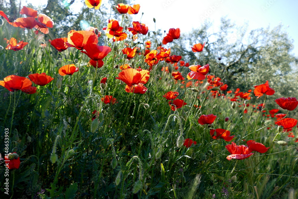 Blume des Jahres 2017: Klatschmohn Blume des Jahres 2017: Klatschmohn