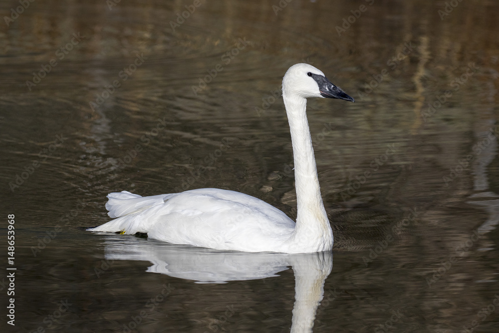 Trumpeter swan swimming in pond in Jackson, Wyoming Trumpeter swan swimming in pond in Jackson, Wyoming