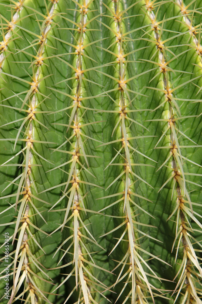 Barrel cactus Barrel cactus