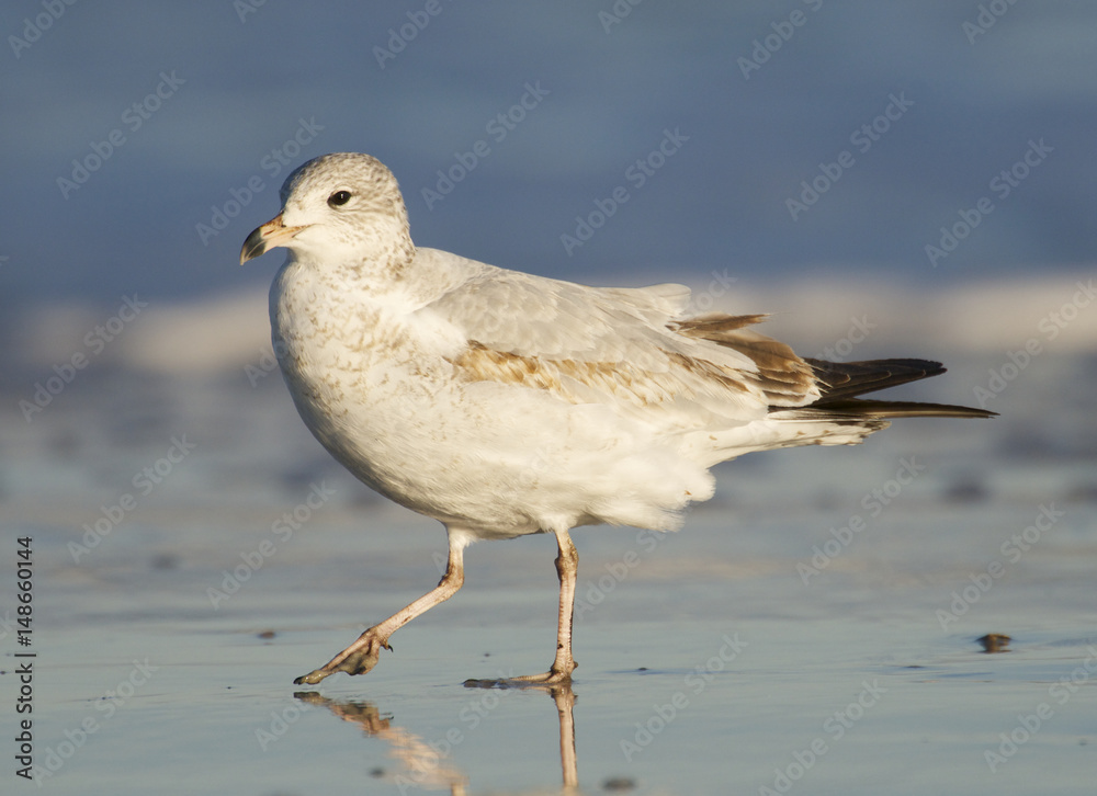 Herring Gull, Larus delawarensis argentatus Herring Gull, Larus delawarensis argentatus