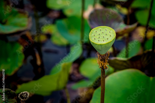 Water lily, Lotus seed pod