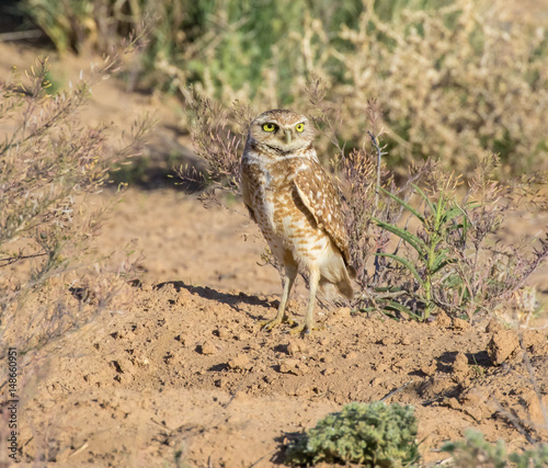 Burrowing Owl in open grasslands near Los Lunas,. New Mexico