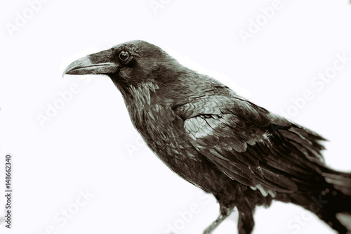 Classic Black Raven. Raven, or crow, bird in vintage style on white. © Atomazul