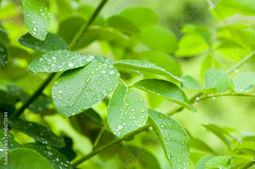 Close-up of fresh green foliage with water drops after rain