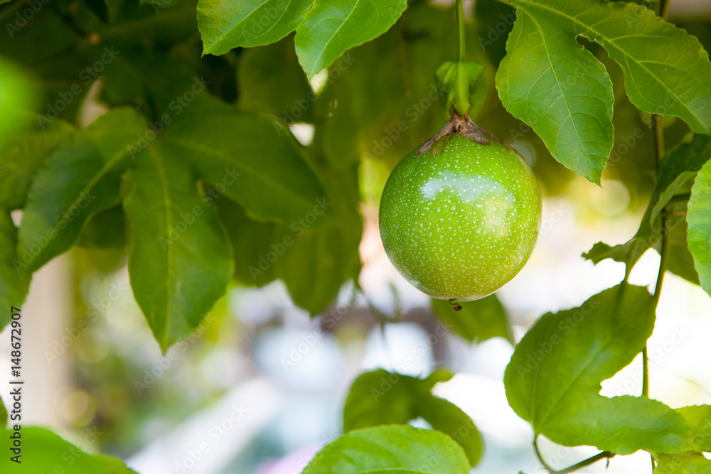 Green fruits and leafs of the tangerine tree - outdoors shoot