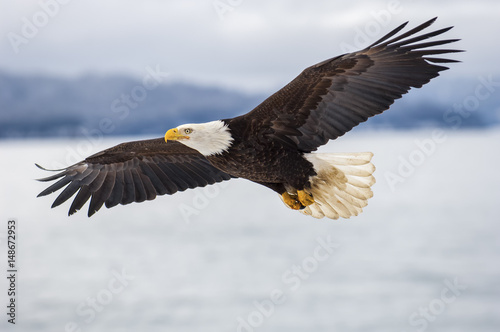 Tableau sur toile Bald eagle soaring over Alaska Bay near Homer
