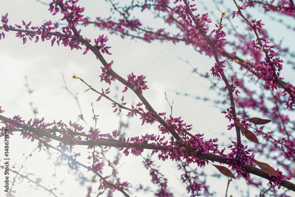 At dawn blooming pink flowers tree